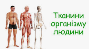 Тканини людини