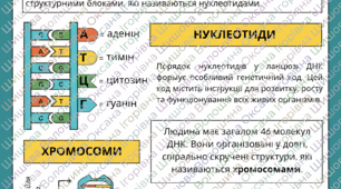 Плакат "ДНК"