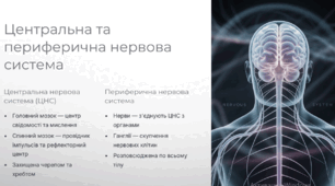 Особливості нервової регуляцї. Рефлекторний принцип діяльності нервової системи. Поняття про рефлекси: безумовні та умовні.