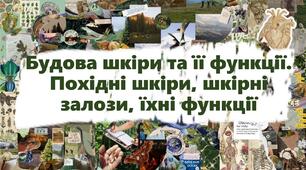 Будова шкіри та її функції. Похідні шкіри, шкірні залози, їхні функції