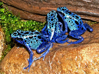 09000n2y-bd4a-326x244.jpg