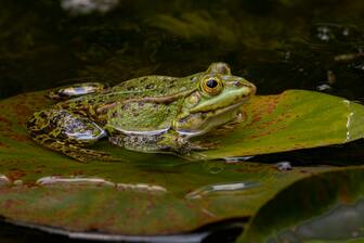 09000n3u-5106-336x224.jpg