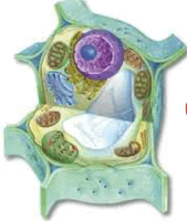 09000qum-d414-169x200.png