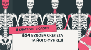 Презентація  до уроку  «§14. Будова скелета та його функції»  8 клас НУШ