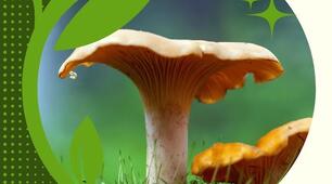 Біорізноманіття нашої планети як наслідок еволюції. Гриби.