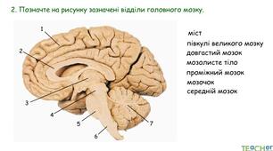 Головний мозок. Лабораторне дослідження.  Будова головного мозку