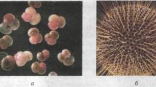 Одноклітинні евкаріоти – предки багатоклітинних видів. Поняття про колоніальні та багатоклітинні організми.