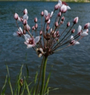 09000y8a-192c-182x193.png