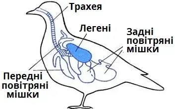 Як птахи дихають без зупинки: секрет їхньої витривалості