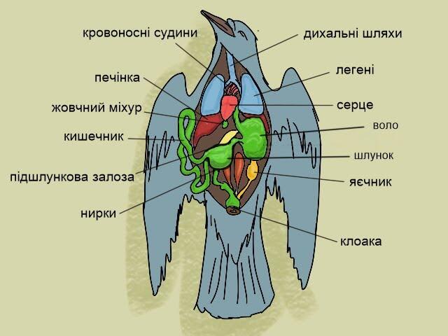 Внутрішня будова та процеси життєдіяльності птахів