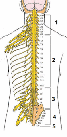 090013gc-7525-233x477.png