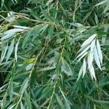 090015s4-0f0d-215x215.png