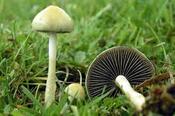 Протострофарія напівсферична (Protostropharia semiglobata) — фото та опис гриба 🍄