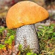 Купити Підосиновик (Аurantiacum) сушений - 100 грам, ПО-01С — ДикоросUA