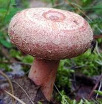Міцелій Вовнянки рожевої, Lactarius torminosus 100 г – купити онлайн на ROZETKA