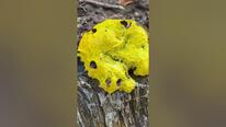 Міксоміцет Fuligo septica - живий жовтий слиз #nature