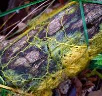Physarum polycephalum — Вікіпедія