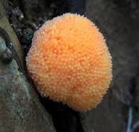 Tubifera ferruginosa: Максимум Інформації Про Гриб