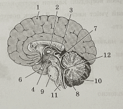 090018fq-8418-243x215.png