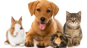 Інтерактивні розмальовки з англійської мови по темі "Pets".