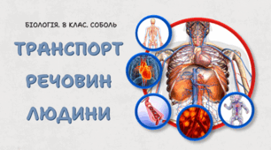 8 клас НУШ. Транспорт речовин людини 