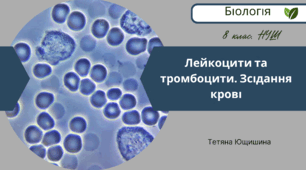 Лейкоцити та тромбоцити. Зсідання крові. 8 клас. НУШ