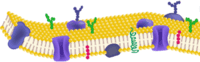09001iy6-e663-200x62.png