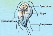 Гіардії (лямблії) — урок. Біологія, 7 клас НУШ.