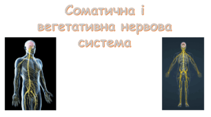 Соматична і вегетативна нервова система. Біологія НУШ 8 клас