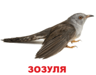 09001rst-fc8f-196x153.png