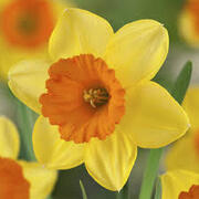 09001rto-6ad2-180x180.jpg
