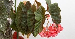 09001tfe-3b78-309x162.jpg