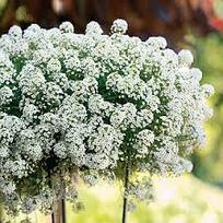 09001wow-29a8-204x204.jpg