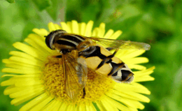 090023xi-217d-260x159.png