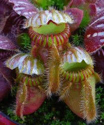 090023zs-70d7-209x252.png