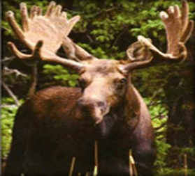 0900243m-9e32-279x253.png