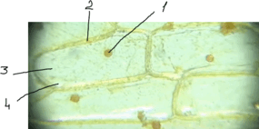 090024os-20eb-285x142.png