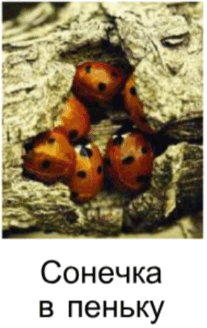 090024yj-c9df-207x328.png