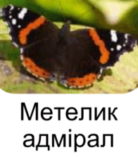 090024zi-71c3-196x223.png