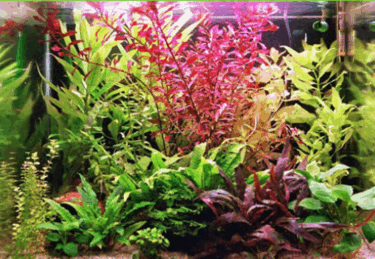 090027rf-56ae-375x259.png