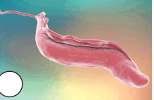 090028m1-9926-219x142.png