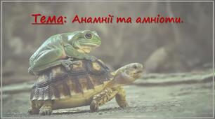 Презентація на тему «Анамнії та амніоти»