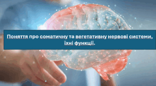 Перзентація "Поняття про соматичну та вегетативну нервові системи, їхні функції. НУШ".