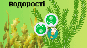 Водорості