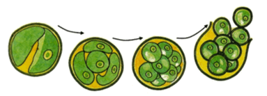 09002pyk-0c88-383x138.png
