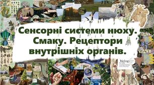 Сенсорні системи нюху. Смаку. Рецептори внутрішніх органів.