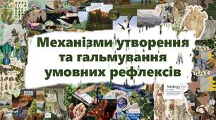 Механізми утворення та гальмування умовних рефлексів