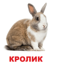 09002r60-3ae9-196x222.png