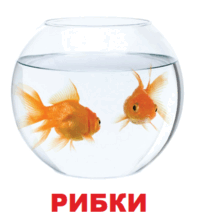 09002r68-42e0-197x222.png