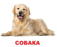 09002r6b-6ece-196x163.png